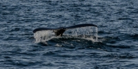 humpback- whale
